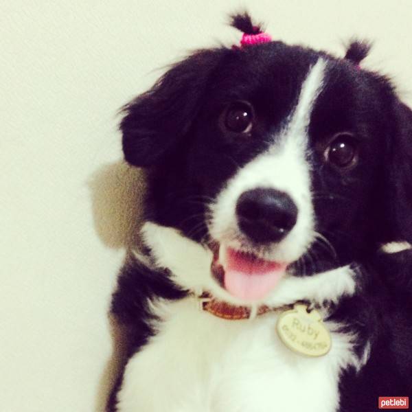 Border Collie, Köpek  Ruby fotoğrafı