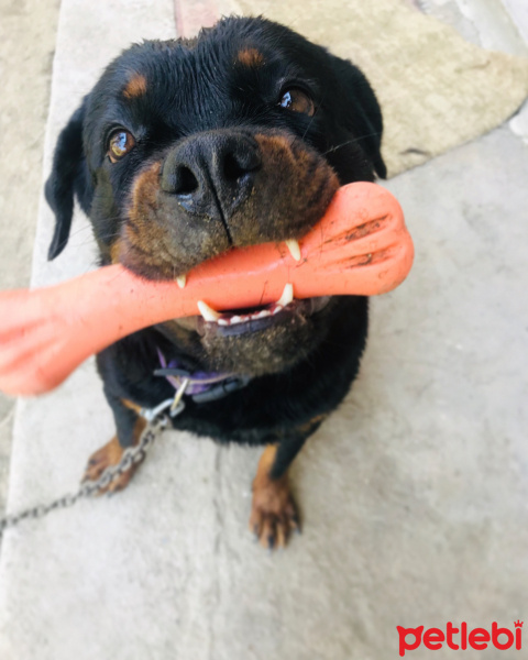 Rottweiler, Köpek  Pera fotoğrafı