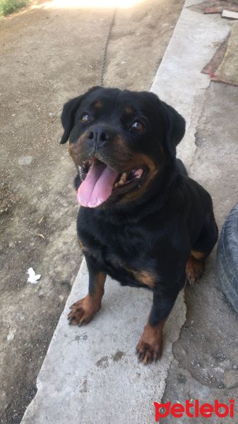 Rottweiler, Köpek  Pera fotoğrafı