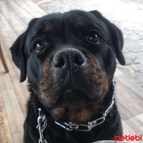 Rottweiler, Köpek  Pera fotoğrafı