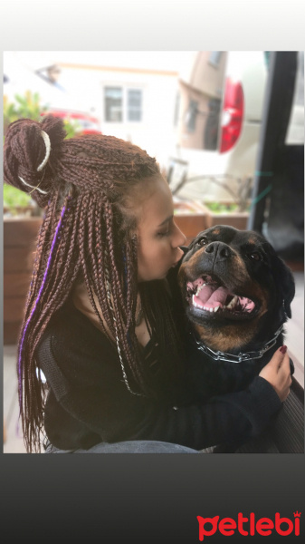 Rottweiler, Köpek  Pera fotoğrafı