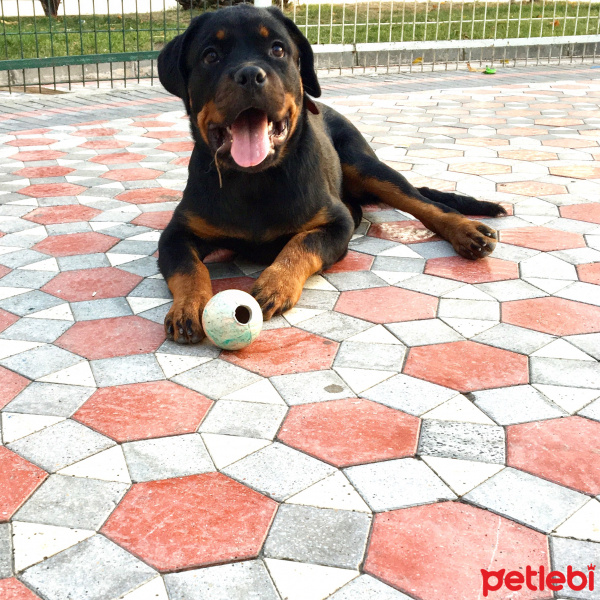 Rottweiler, Köpek  Pera fotoğrafı