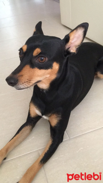 Minyatür Pinscher, Köpek  Paris fotoğrafı