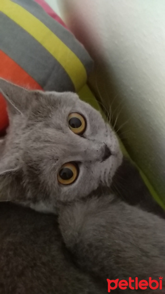 British Shorthair, Kedi  Diva fotoğrafı