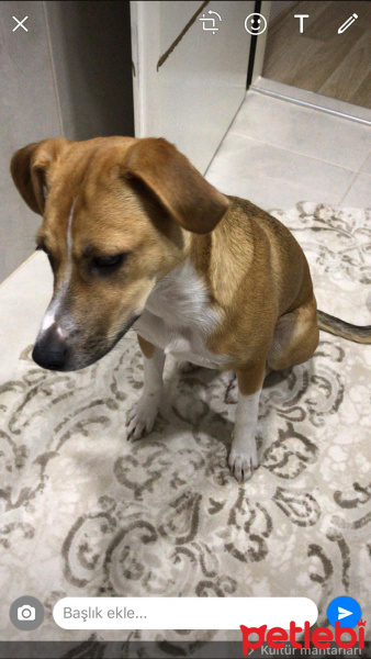 Jack Russell Terrier, Köpek  Afrodit fotoğrafı