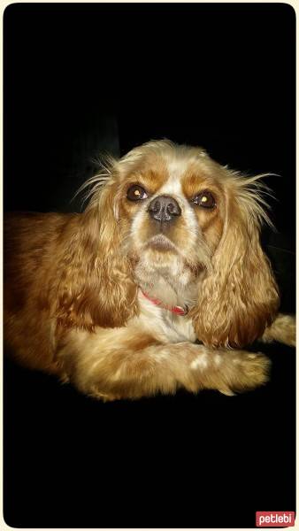Cavalier King Charles Spanieli, Köpek  Mischa fotoğrafı