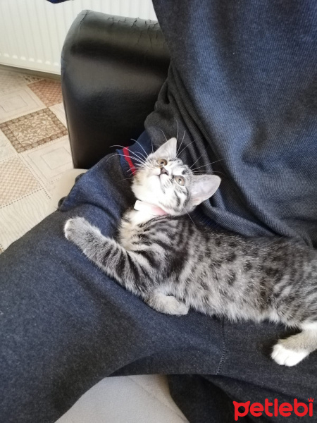 Tekir Kedi, Kedi  Bomonti fotoğrafı