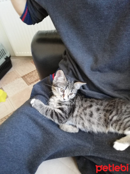 Tekir Kedi, Kedi  Bomonti fotoğrafı