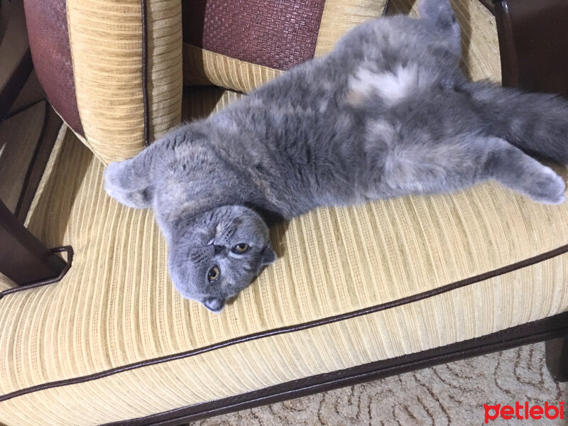 Scottish Fold, Kedi  PONÇİK fotoğrafı