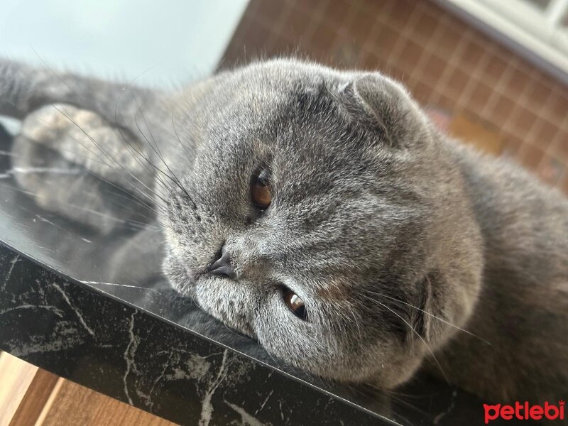 Scottish Fold, Kedi  PONÇİK fotoğrafı