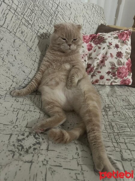 Scottish Fold, Kedi  PONÇİK fotoğrafı