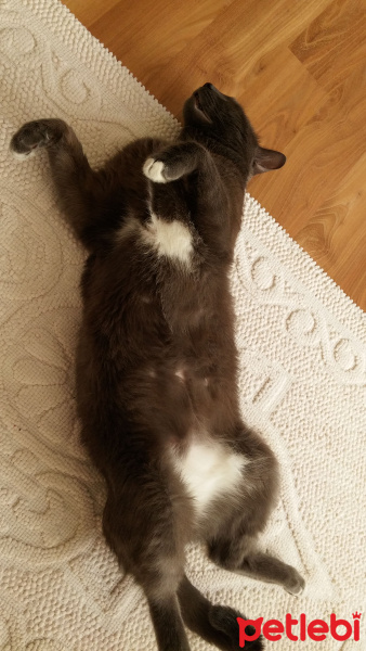 Chartreux, Kedi  Getto fotoğrafı