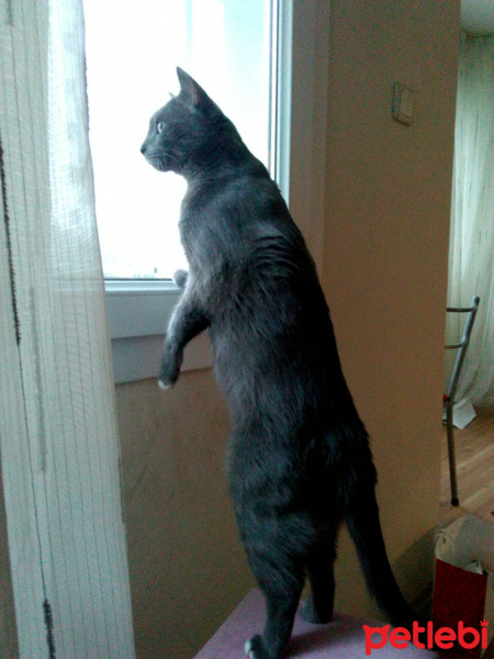 Chartreux, Kedi  Getto fotoğrafı