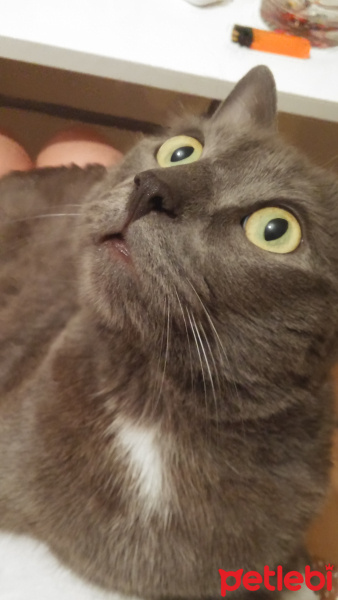 Chartreux, Kedi  Getto fotoğrafı