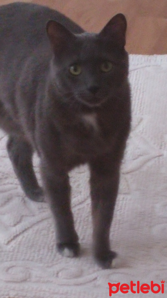 Chartreux, Kedi  Getto fotoğrafı