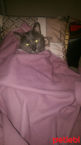 Chartreux, Kedi  Getto fotoğrafı