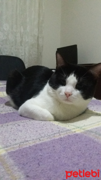 Tekir Kedi, Kedi  Minik fotoğrafı
