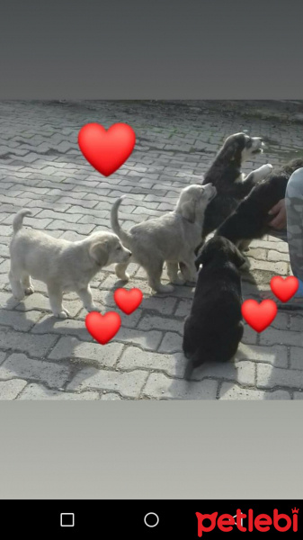 Golden Retriever, Köpek  Adini siz koyun fotoğrafı