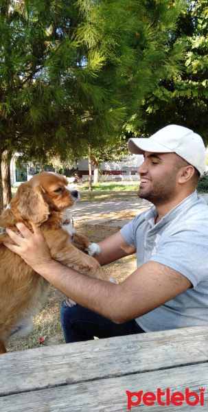 Amerikan Cocker Spaniel, Köpek  Tarçın fotoğrafı
