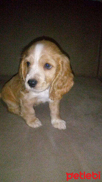 İngiliz Cocker Spaniel, Köpek  Darwin fotoğrafı