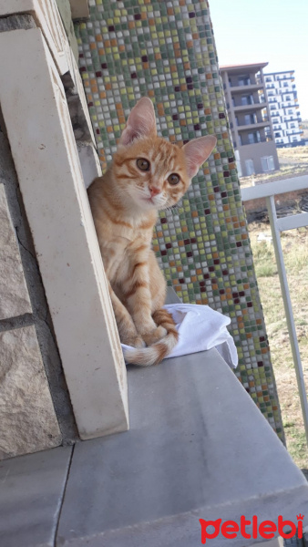Tekir Kedi, Kedi  Jülide fotoğrafı
