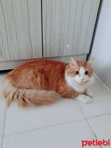 Chinchilla, Kedi  Bulut fotoğrafı