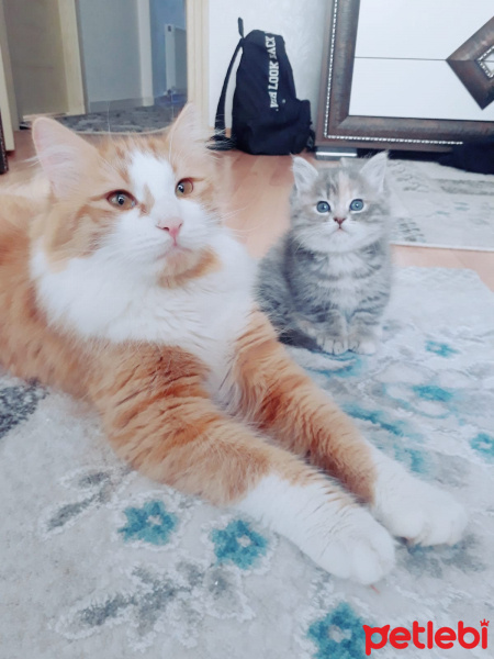 Chinchilla, Kedi  Bulut fotoğrafı