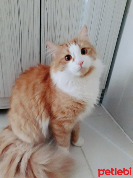 Chinchilla, Kedi  Bulut fotoğrafı