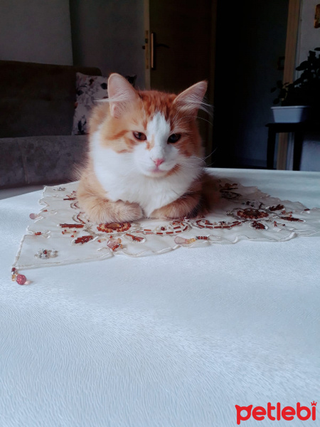 Chinchilla, Kedi  Bulut fotoğrafı