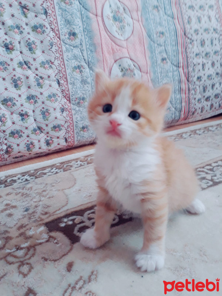 Chinchilla, Kedi  Bulut fotoğrafı