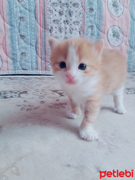 Chinchilla, Kedi  Bulut fotoğrafı