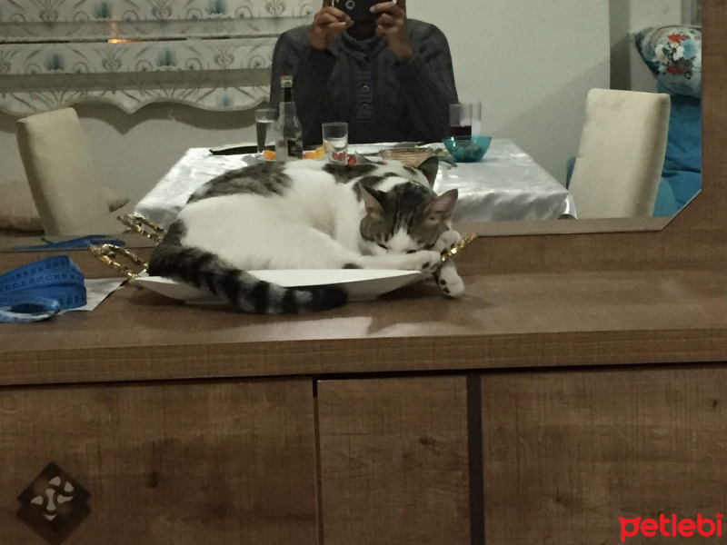 Tekir Kedi, Kedi  Cingöz fotoğrafı