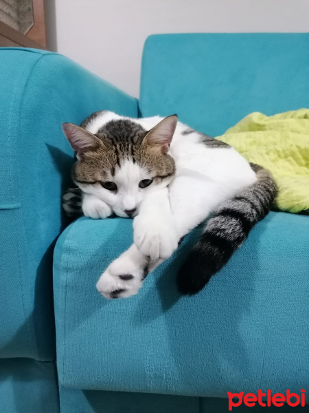 Tekir Kedi, Kedi  Cingöz fotoğrafı