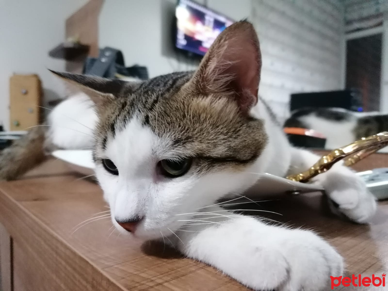 Tekir Kedi, Kedi  Cingöz fotoğrafı