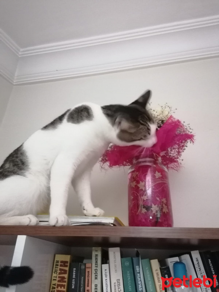 Tekir Kedi, Kedi  Cingöz fotoğrafı