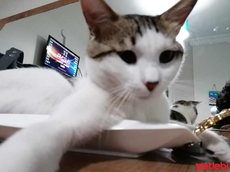 Tekir Kedi, Kedi  Cingöz fotoğrafı
