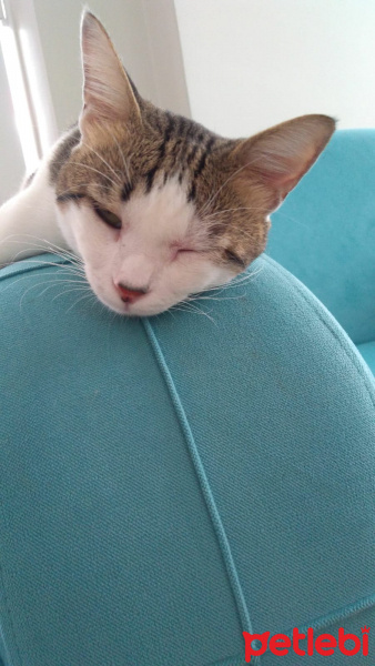 Tekir Kedi, Kedi  Cingöz fotoğrafı