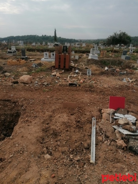 Tekir Kedi, Kedi  Cingöz fotoğrafı