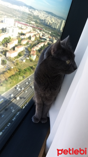 Mavi Rus, Kedi  Misket fotoğrafı