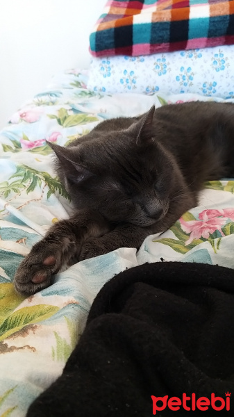 Mavi Rus, Kedi  Misket fotoğrafı