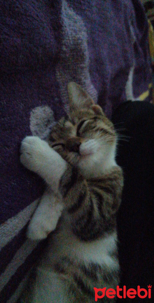 Tekir Kedi, Kedi  Gnar fotoğrafı