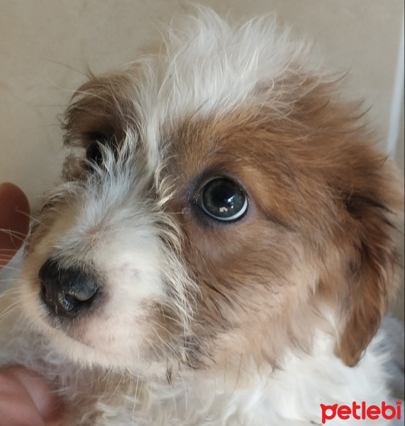 Maltese, Köpek  Şimdilik yok fotoğrafı