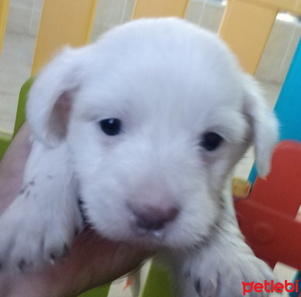 Maltese, Köpek  Şimdilik yok fotoğrafı