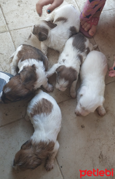 Maltese, Köpek  Şimdilik yok fotoğrafı