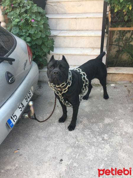 Cane Corso Italiano, Köpek  Boyka fotoğrafı
