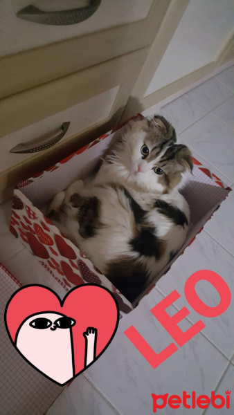 Scottish Fold, Kedi  LEO fotoğrafı