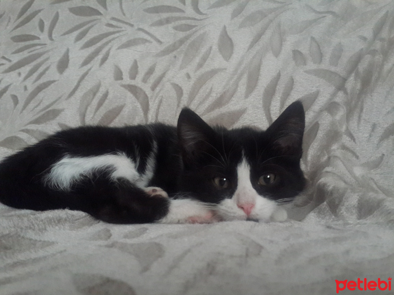 Tuxedo (Smokin) Kedi, Kedi  maskot fotoğrafı