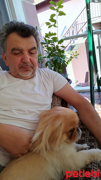 Pekingese, Köpek  HERKÜL fotoğrafı