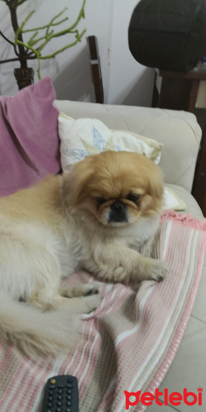 Pekingese, Köpek  HERKÜL fotoğrafı