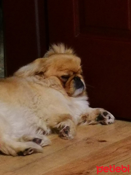 Pekingese, Köpek  HERKÜL fotoğrafı